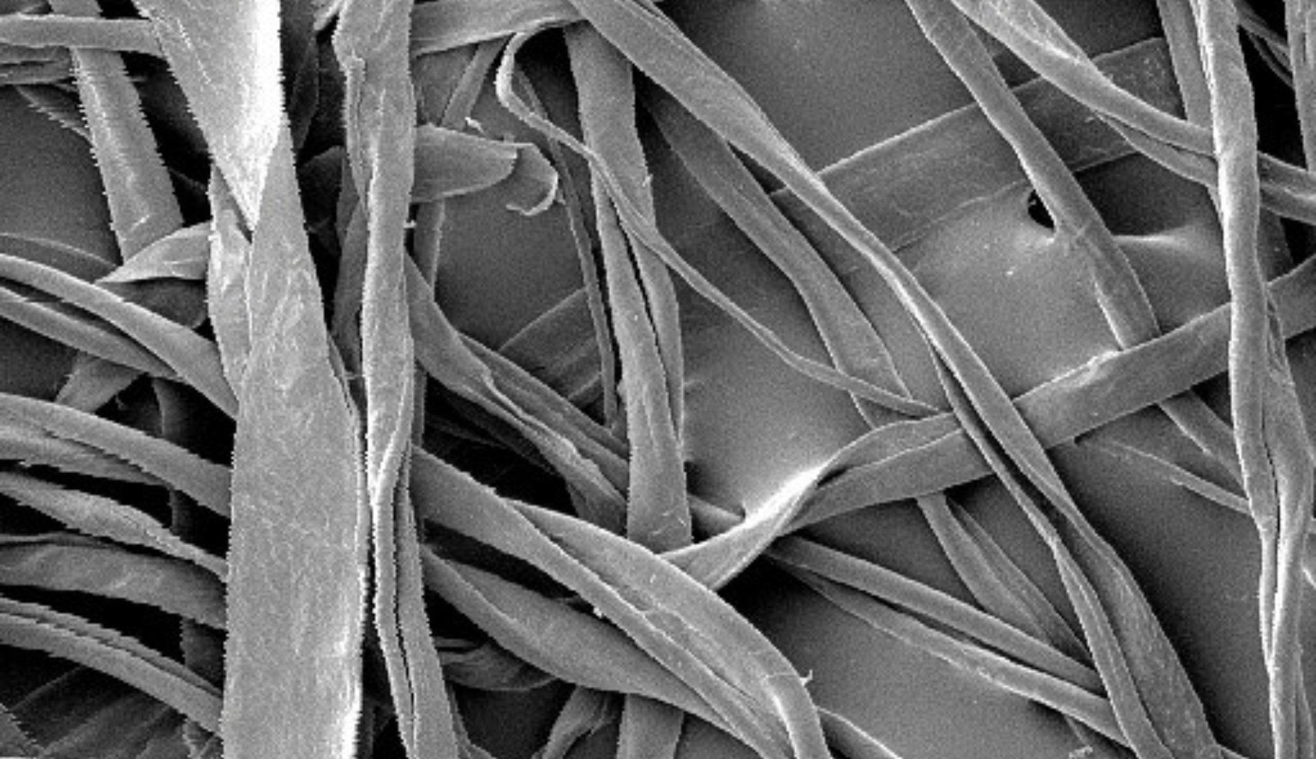 Baumwollfasern im Rasterelektronenmikroskop