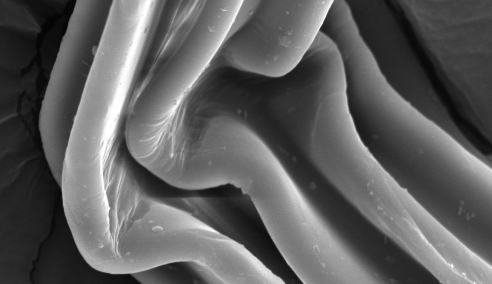 Polyesterfaser im Rasterelektronenmikroskop