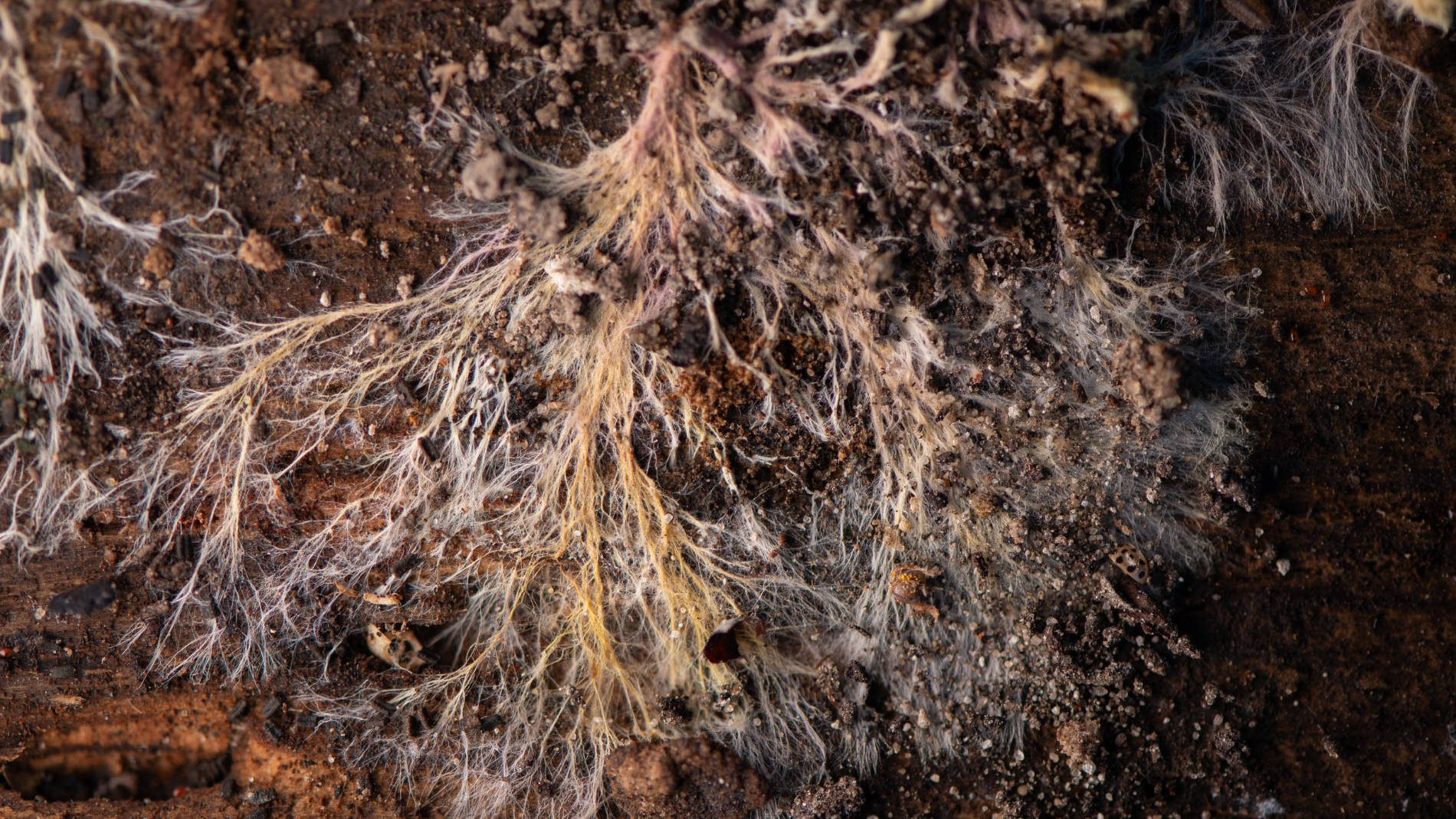 Branching mycelium network growing in soil